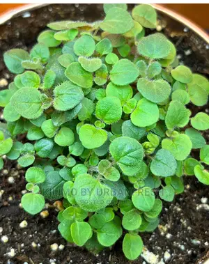 Oregano Greek Seedling Moq 10