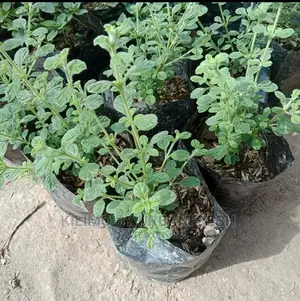 Oregano Italian Seedling Moq 10.