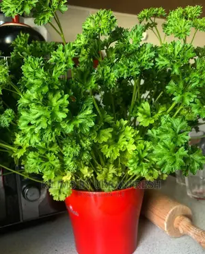 Parsley Seedling Moq 10.