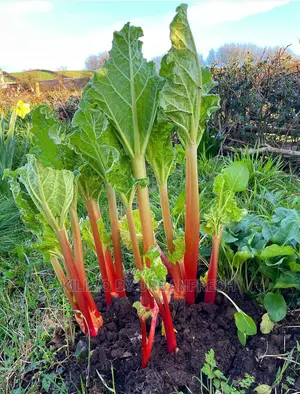 Rhubarb Seedling Moq 5