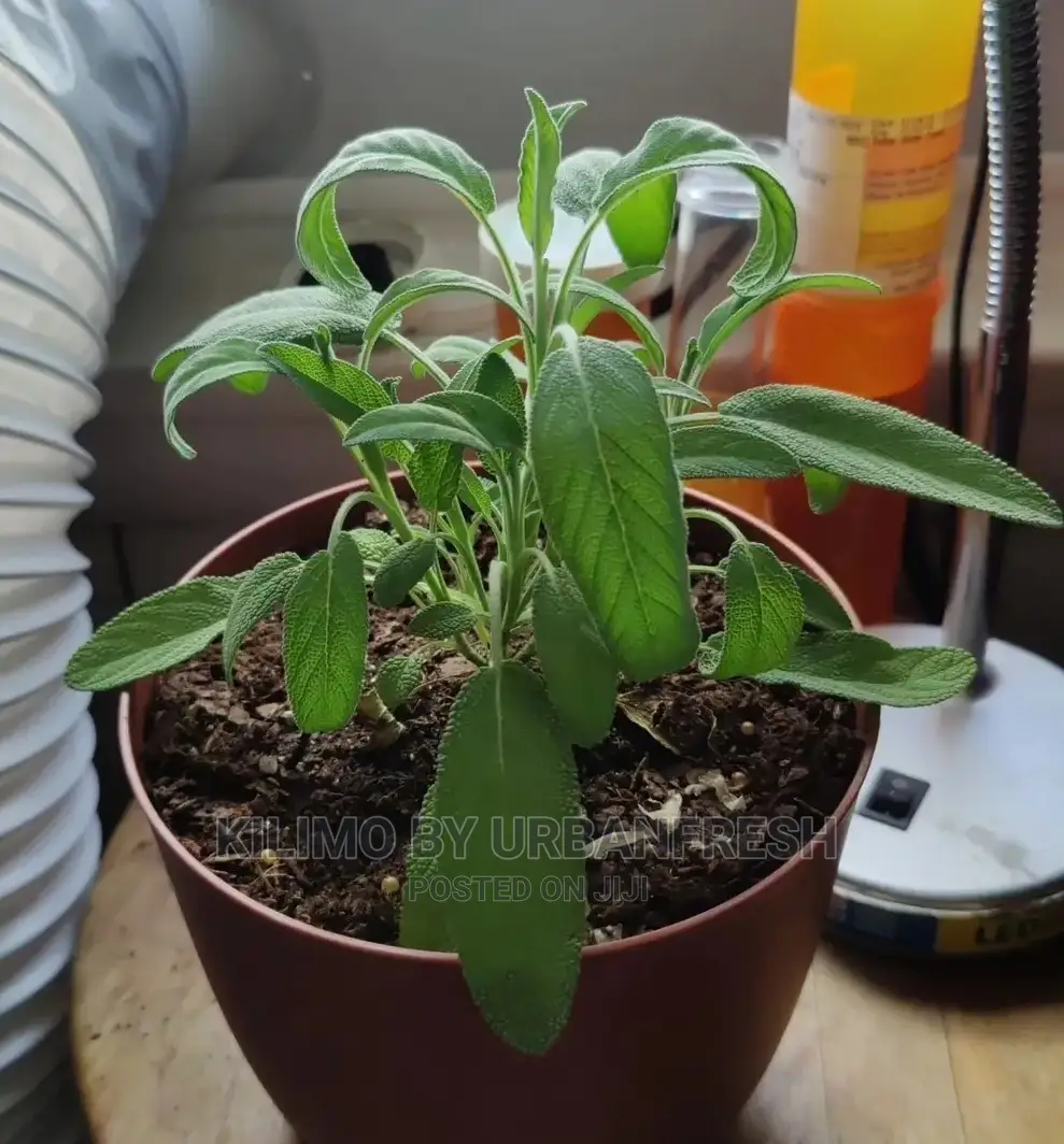 Sage Common Seedling Moq 10