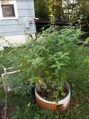 Sage Pineapple Seedling Moq 10.