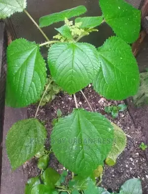 Stinging Nettle Seedling Moq 15