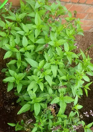 Thai Basil Seedling Moq 20