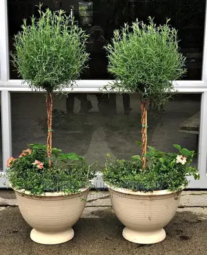 Thyme Common Seedling Moq 10