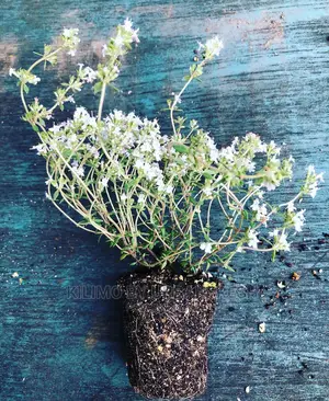 Thyme Orange Seedling Moq 10