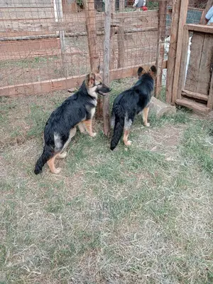 6-12 months Male Purebred German Shepherd