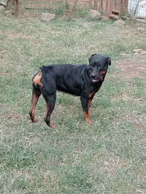 1+ year Female Purebred Rottweiler