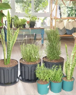Mosquito Repellant Package: Snake Plant, Rosemary Lavender