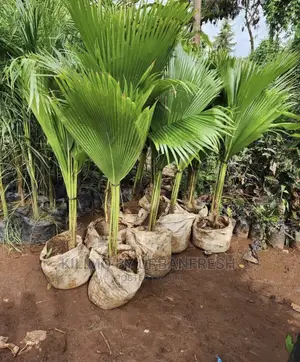 Peacock Palm