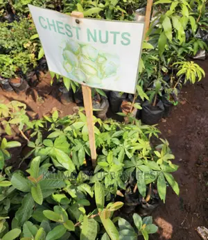 Fruit Orchard Package : 50 Mixed Fruit Seedlings.