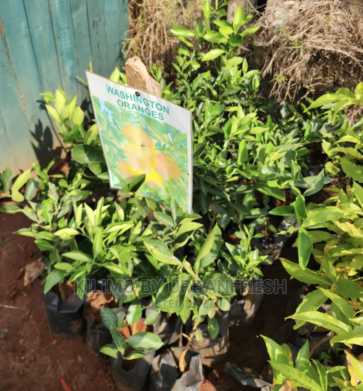 Fruit Orchard Package : 50 Mixed Fruit Seedlings.