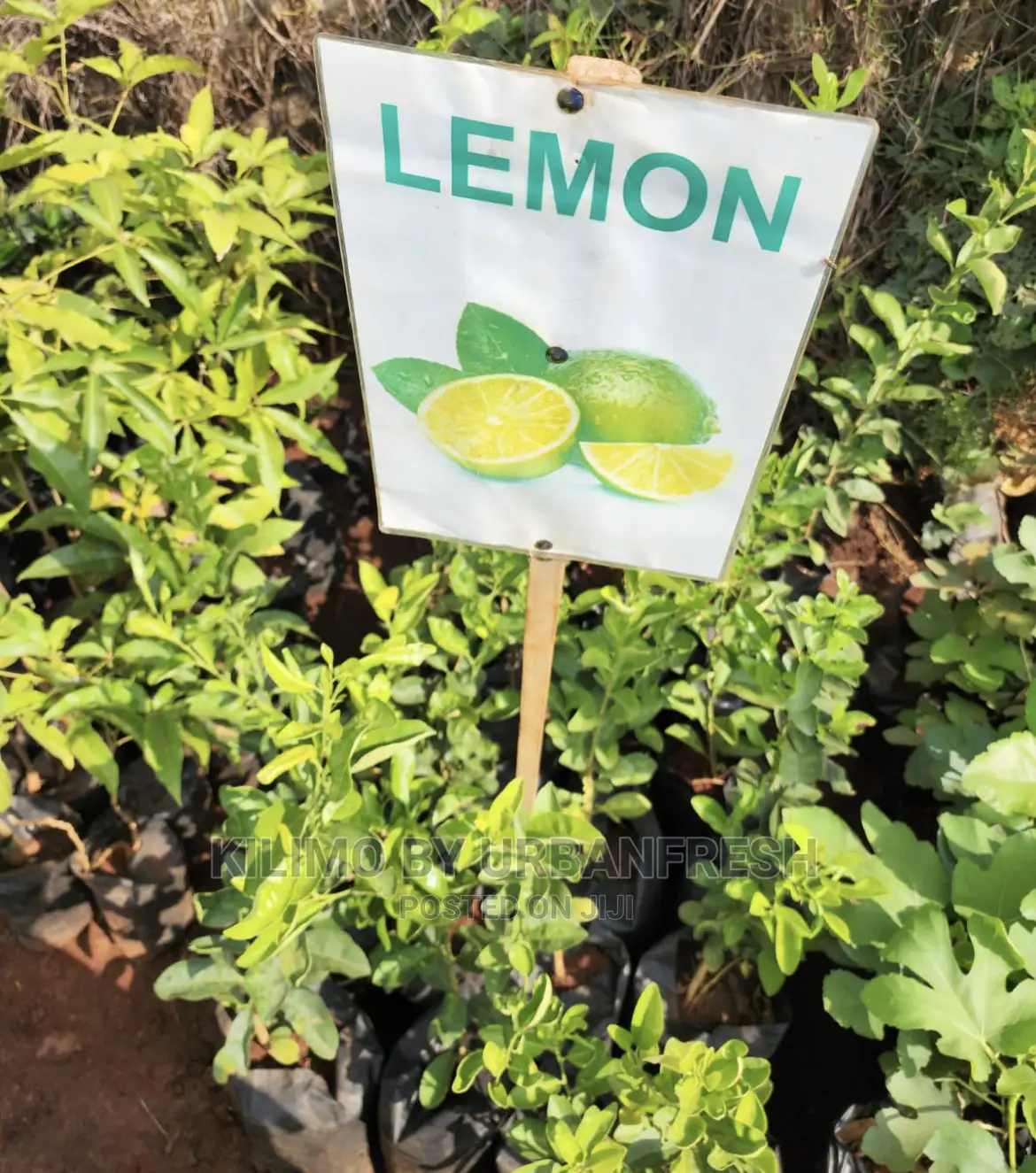 Fruit Orchard Package : 50 Mixed Fruit Seedlings.
