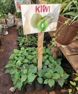 Fruit Orchard Package : 50 Mixed Fruit Seedlings.