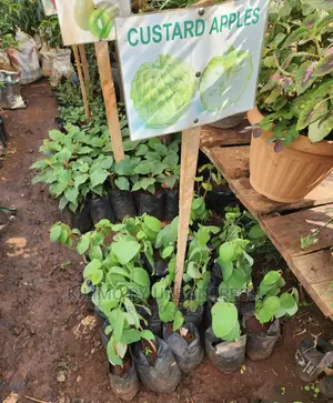 Fruit Orchard Package : 50 Mixed Fruit Seedlings.