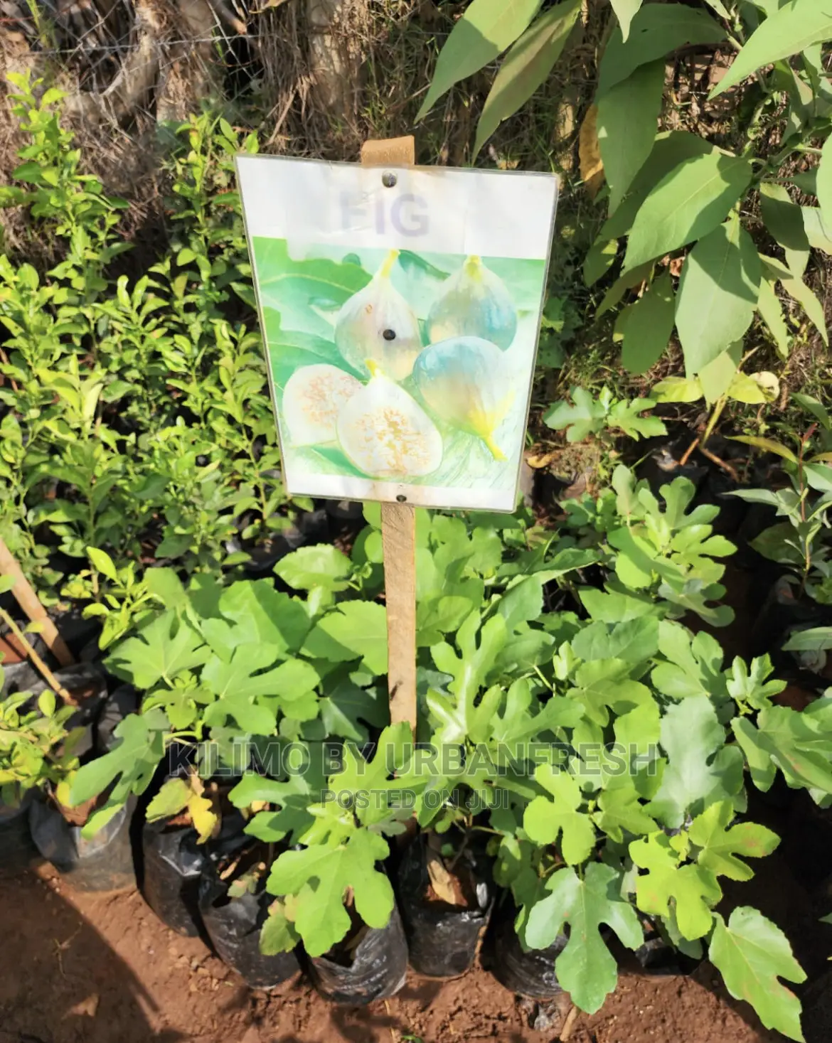 Fruit Orchard Package : 50 Mixed Fruit Seedlings.
