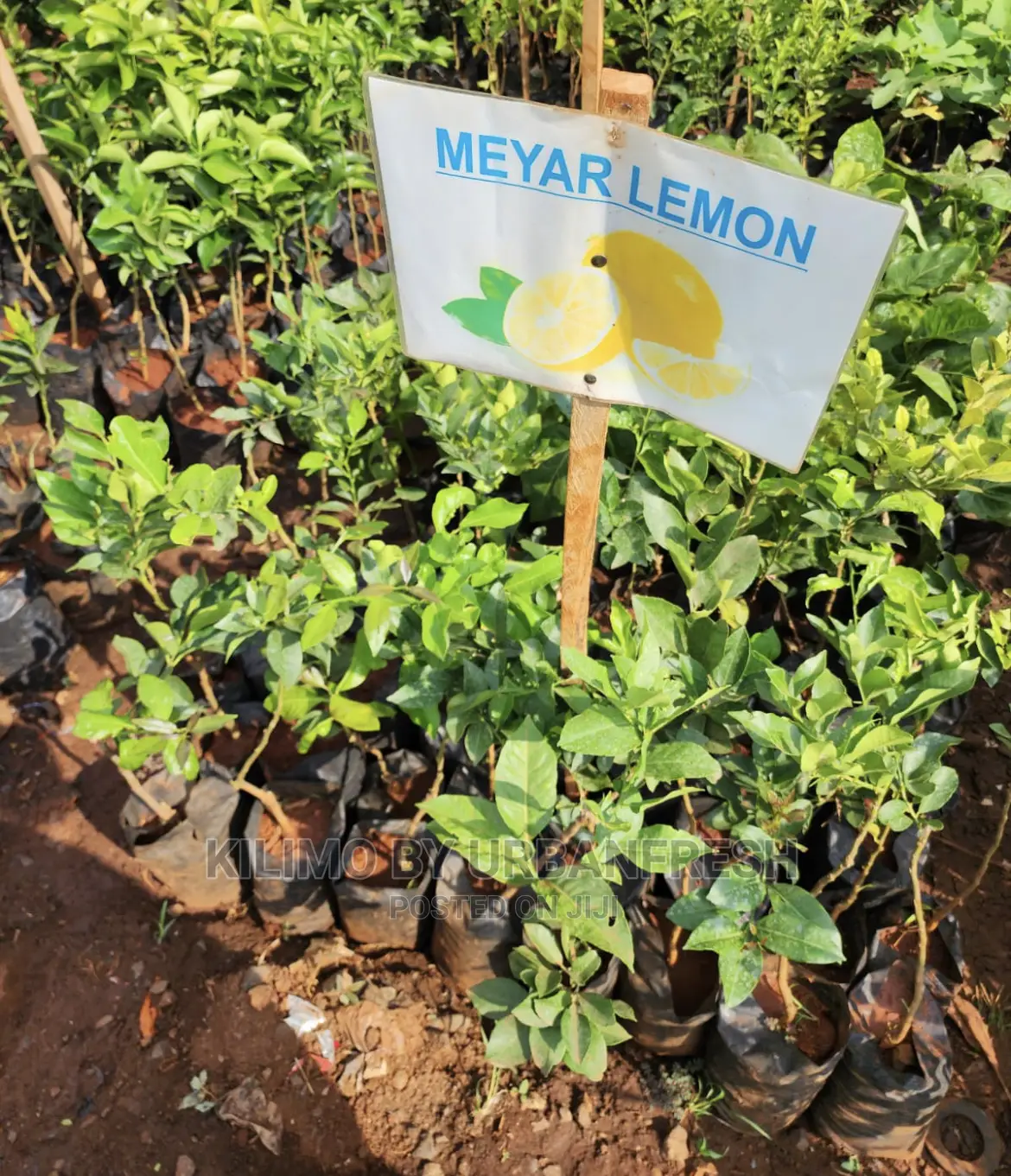 Fruit Orchard Package : 50 Mixed Fruit Seedlings.