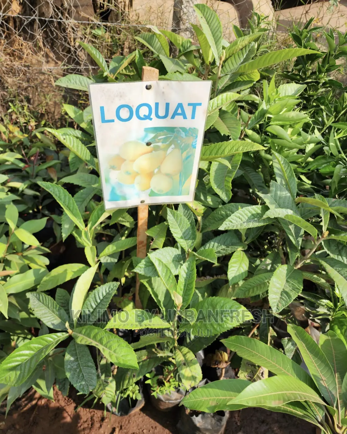Fruit Orchard Package : 50 Mixed Fruit Seedlings.