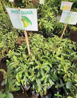 Fruit Orchard Package : 50 Mixed Fruit Seedlings.