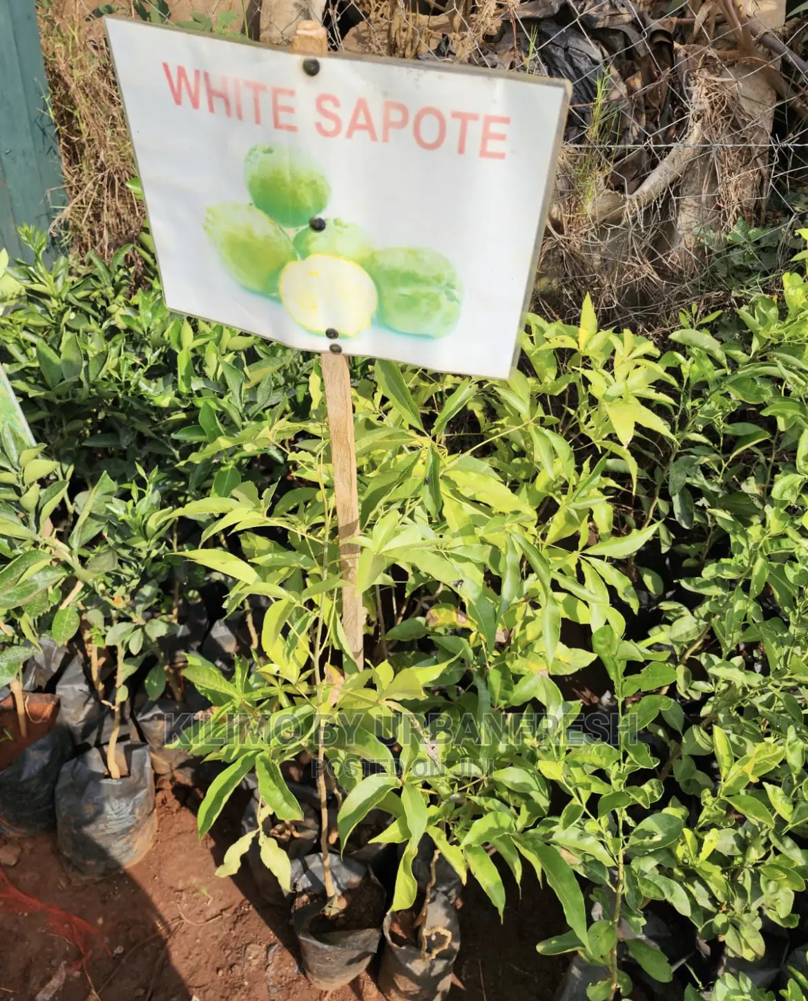 Fruit Orchard Package : 50 Mixed Fruit Seedlings.