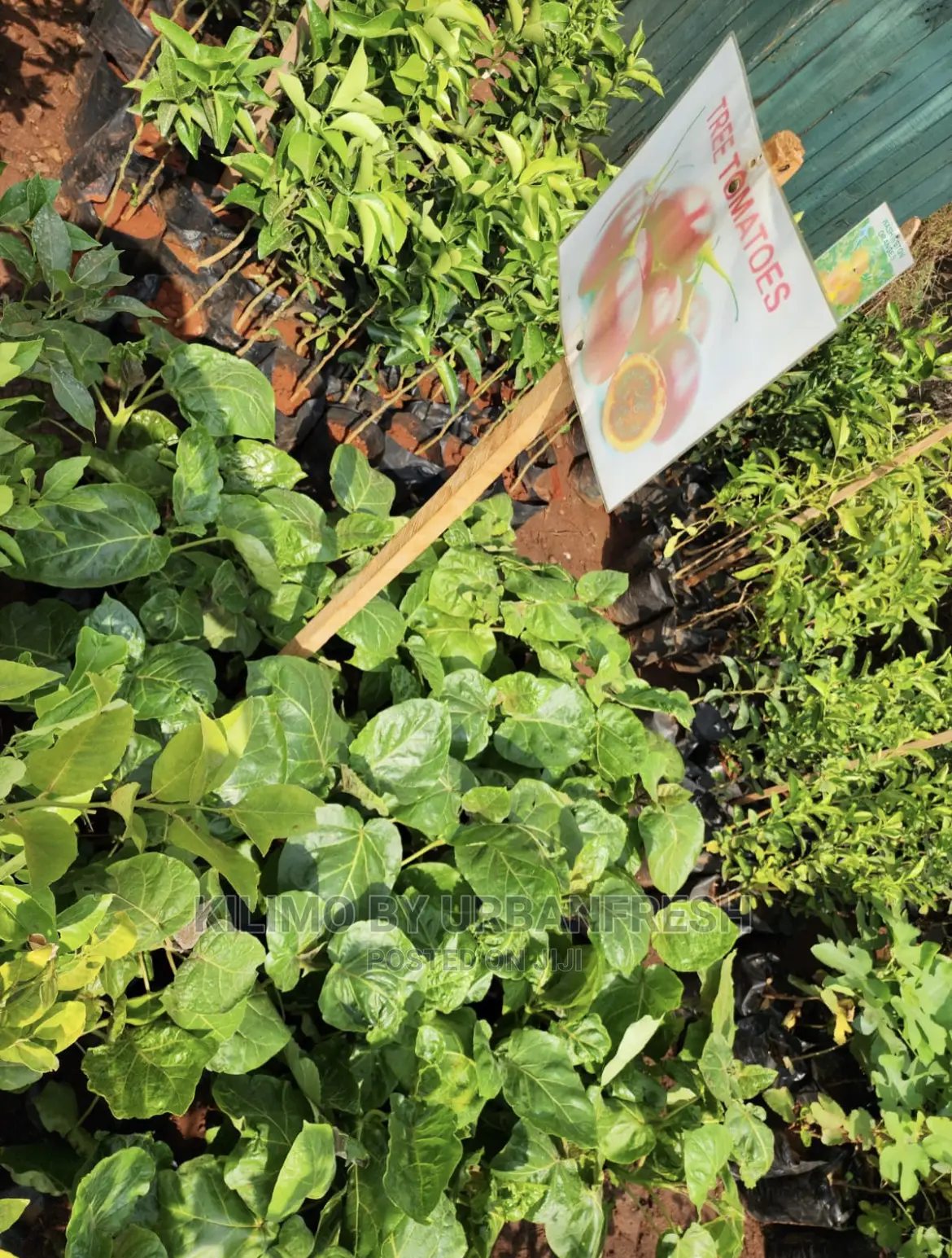 Fruit Orchard Package : 50 Mixed Fruit Seedlings.