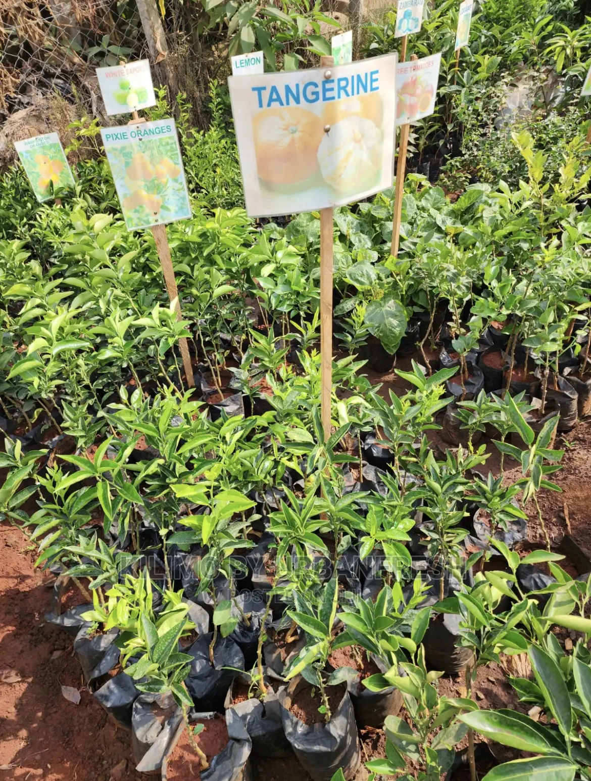 Fruit Orchard Package : 50 Mixed Fruit Seedlings.