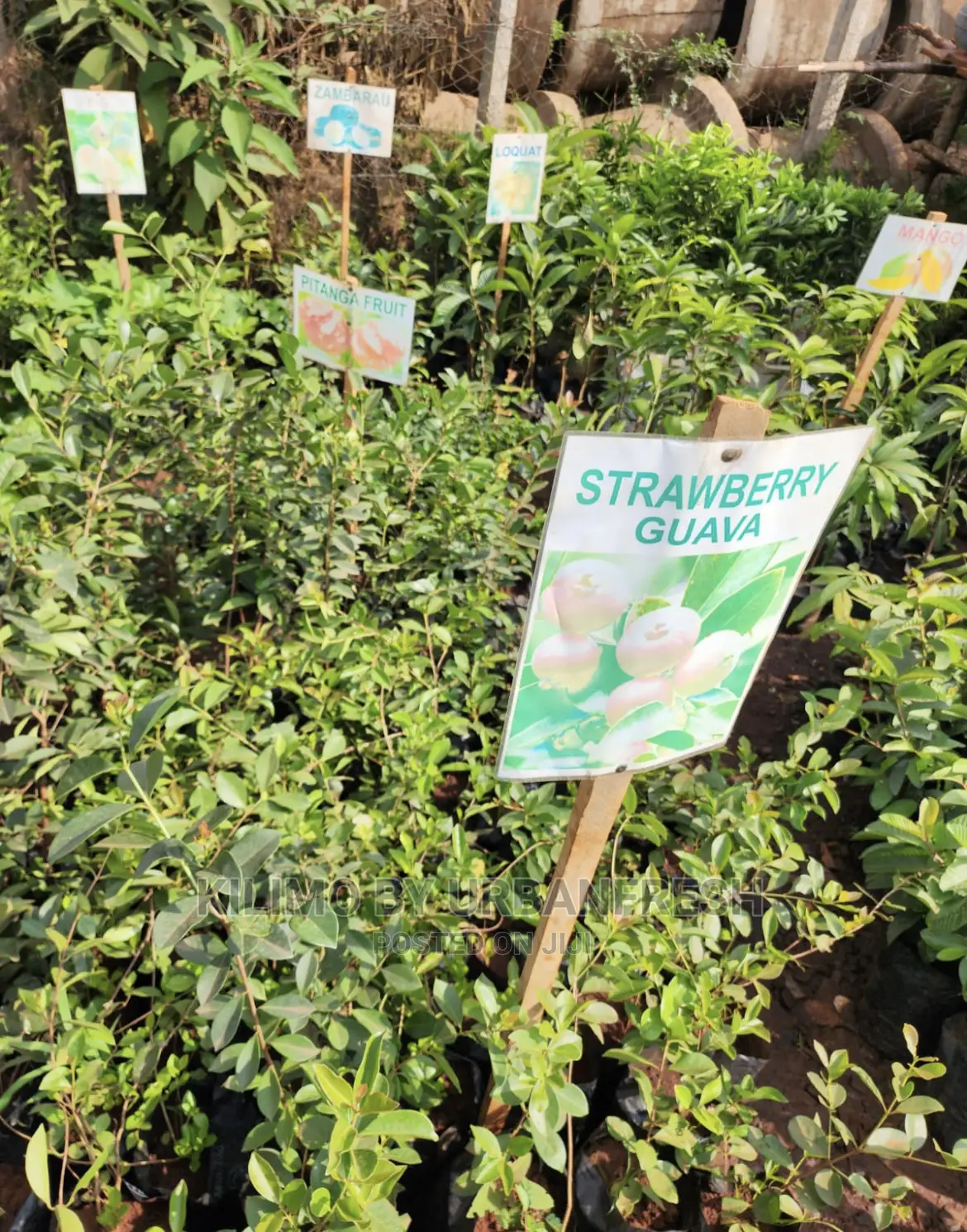 Fruit Orchard Package : 50 Mixed Fruit Seedlings.