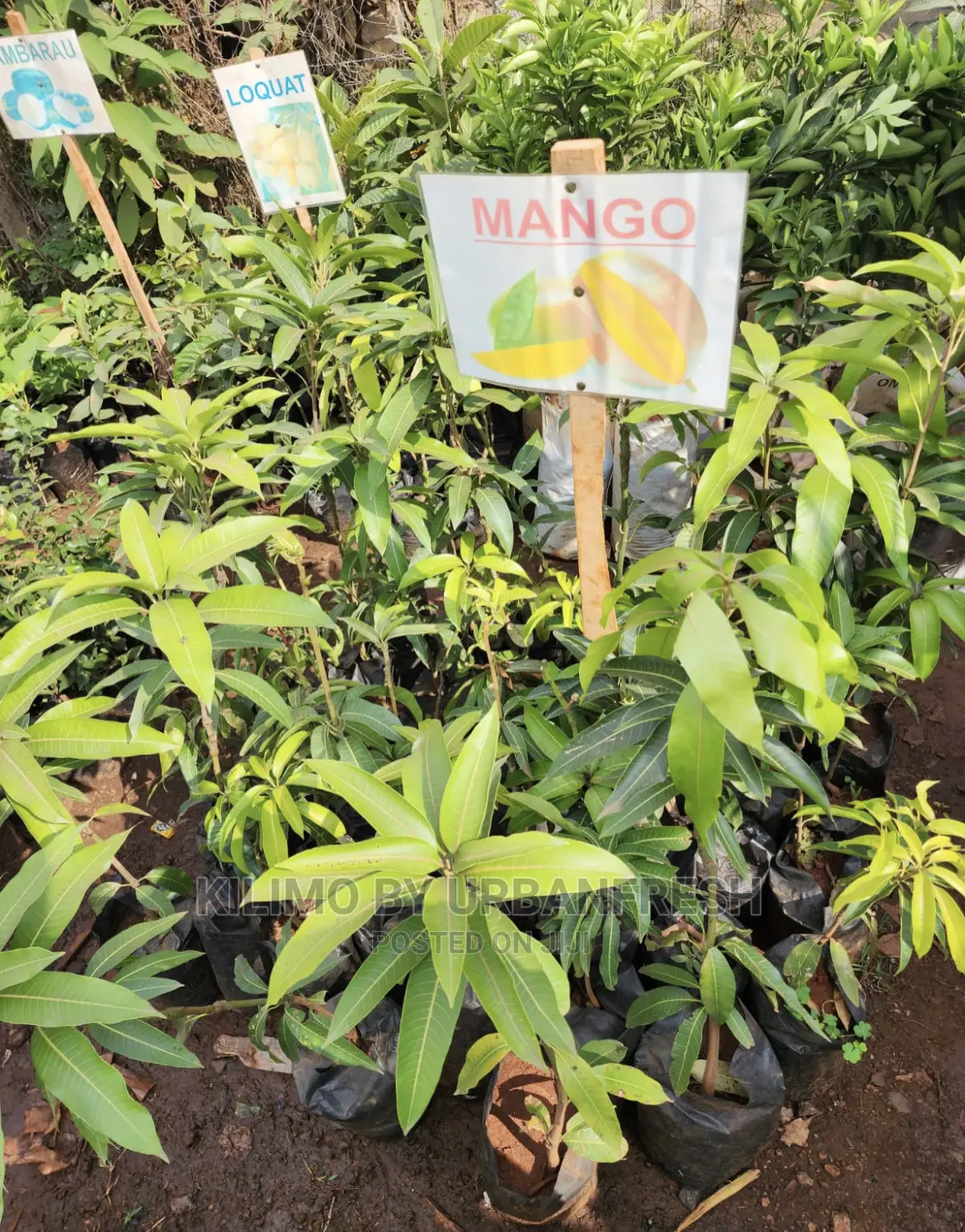 Fruit Orchard Package : 50 Mixed Fruit Seedlings.