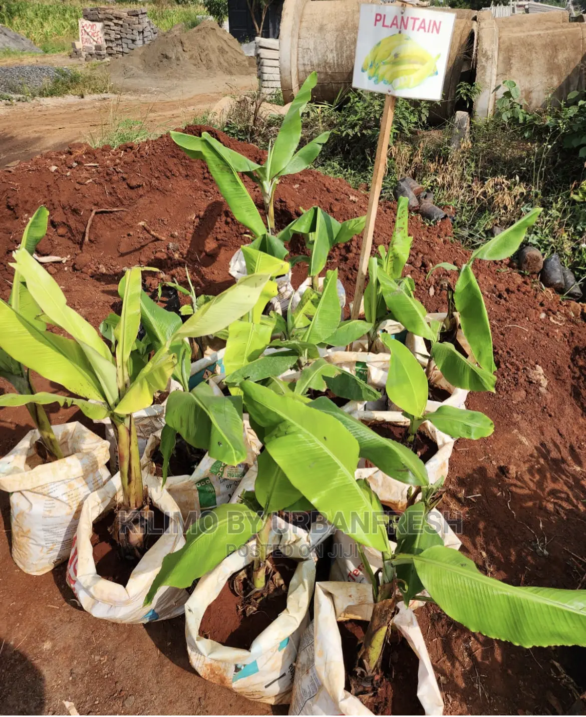 Fruit Orchard Package : 50 Mixed Fruit Seedlings.