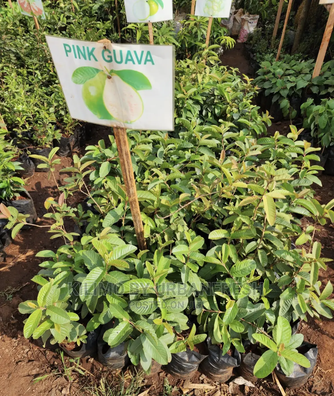 Fruit Orchard Package : 50 Mixed Fruit Seedlings.