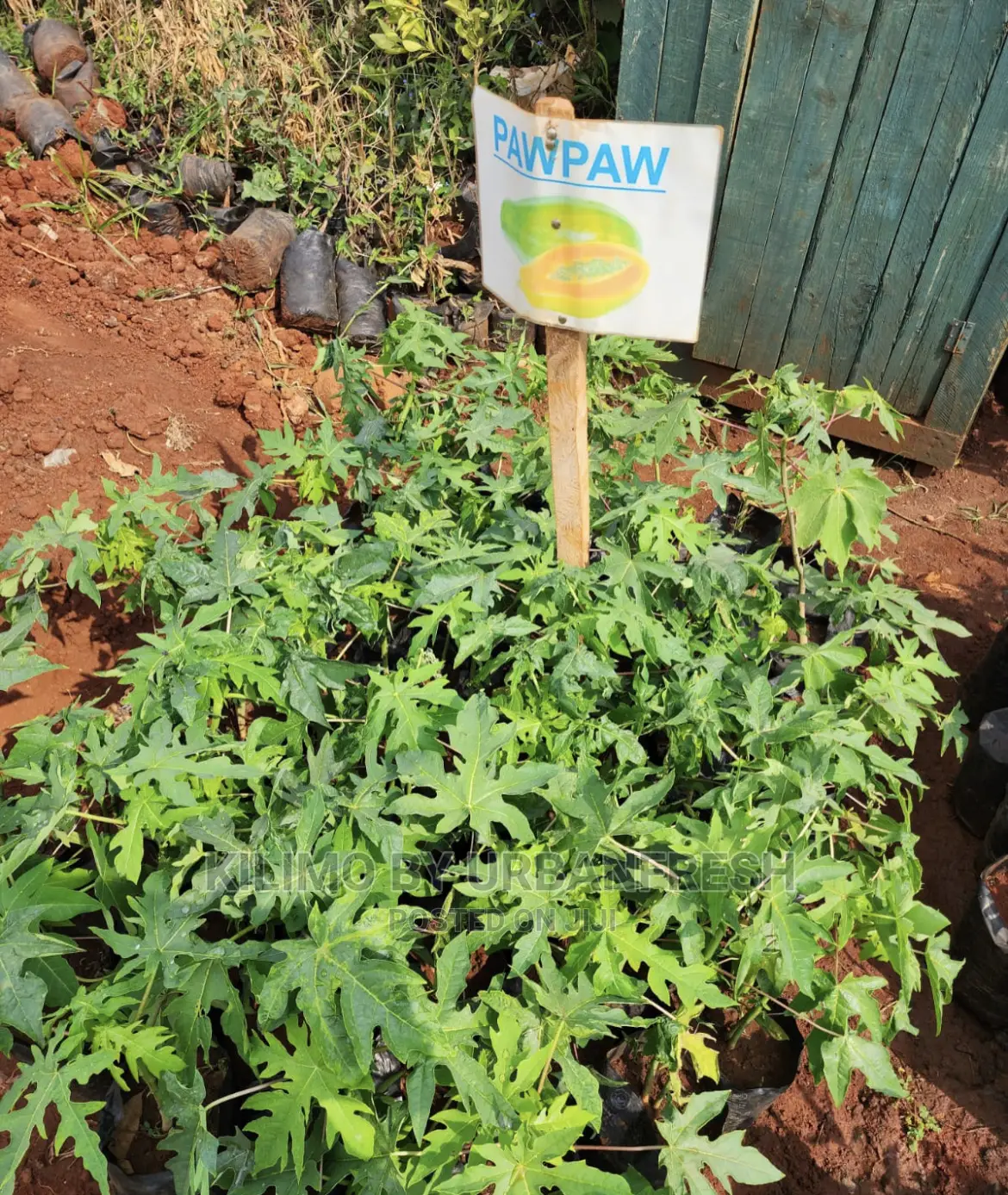 Fruit Orchard Package : 50 Mixed Fruit Seedlings.