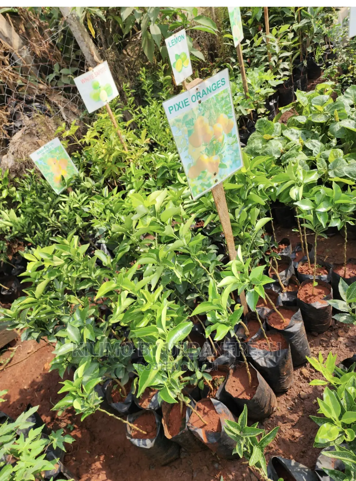 Fruit Orchard Package : 50 Mixed Fruit Seedlings.