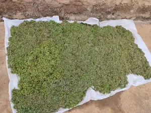 Azolla Seedlings