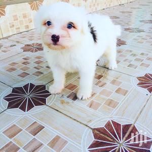 Young Male Purebred Maltese