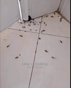 Cockroache and Bedbug Knock Down Instantly