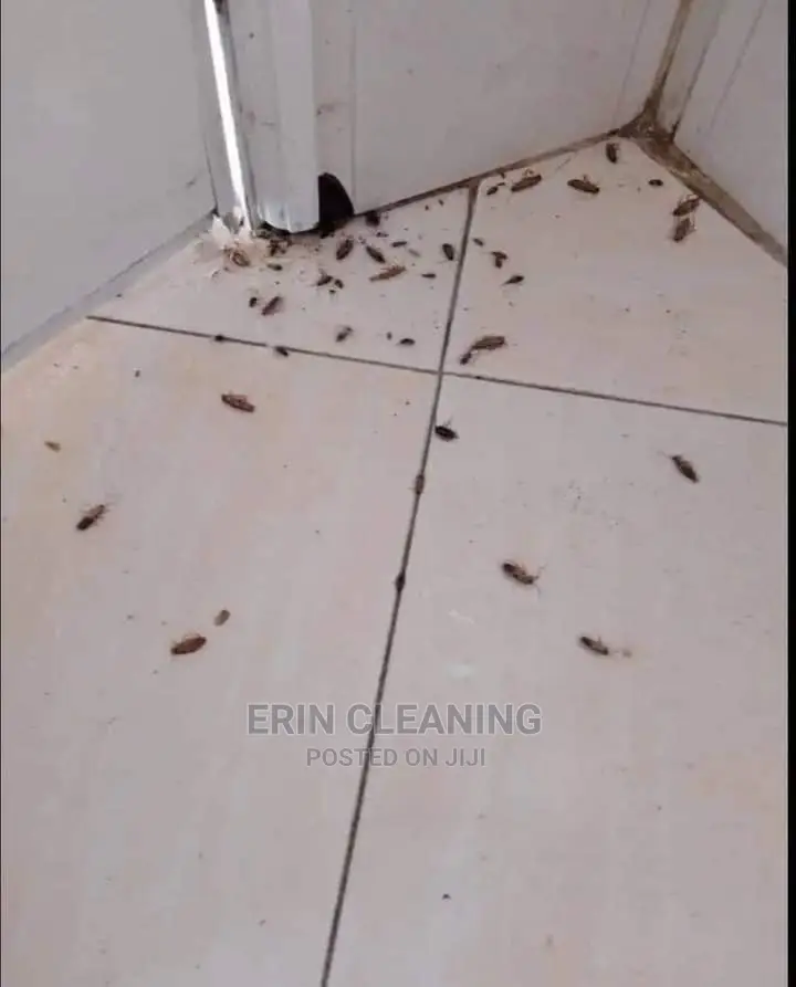 Cockroache and Bedbug Knock Down Instantly