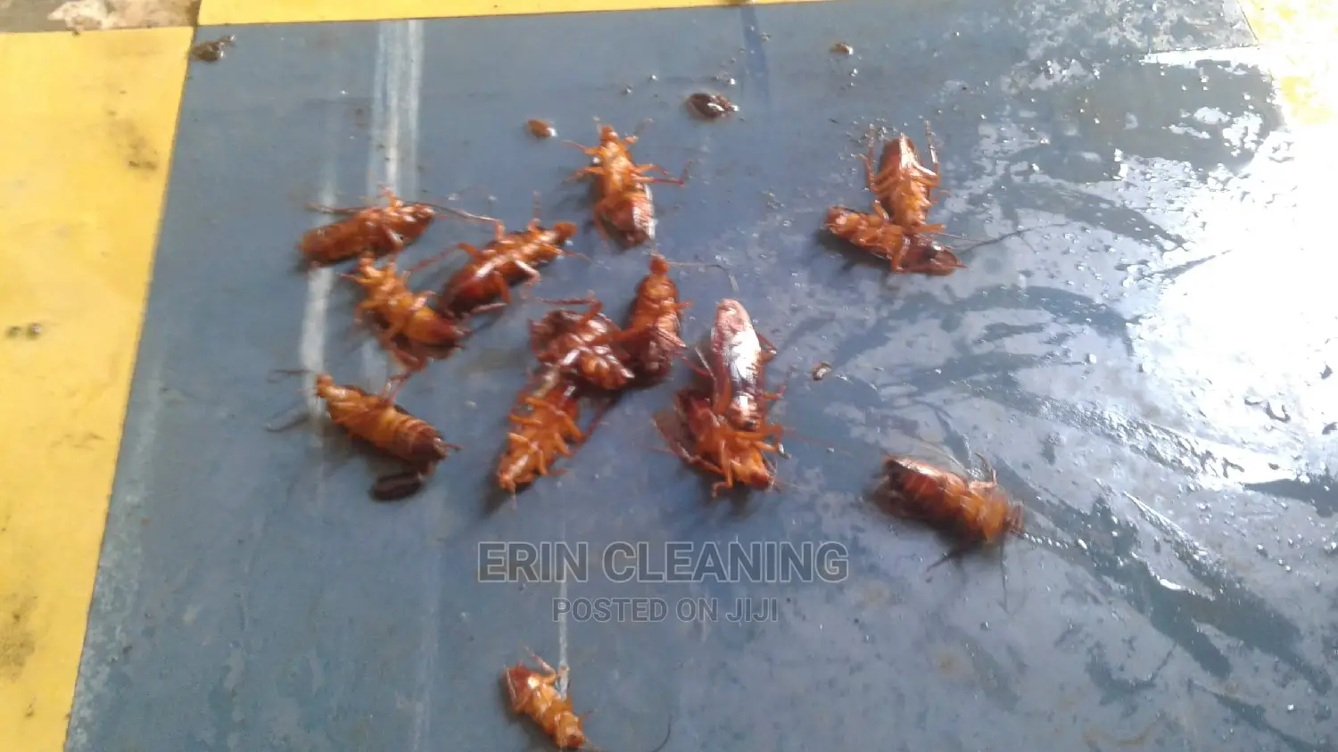 Cheap Cockroach Services in Nairobi