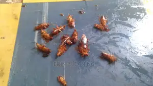 Cheap Cockroach Services in Nairobi