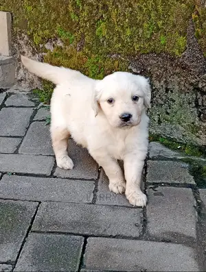 1-3 months Male Purebred Golden Retriever