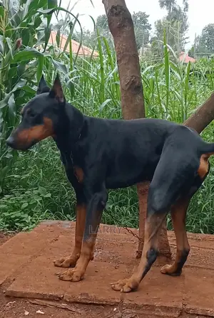 1+ year Male Purebred Doberman Pinscher