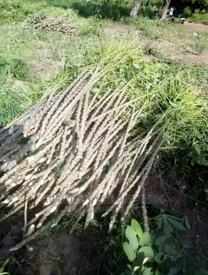 Cassava Cuttings Bunch of 100.