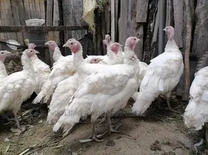 Pure White Holland Turkey Available Moq 2