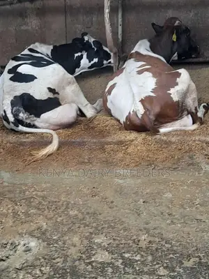 Pedigree Dairy Cows