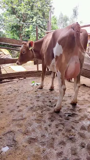 Pedigree Dairy Cows