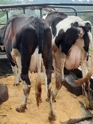 Pedigree Dairy Cows