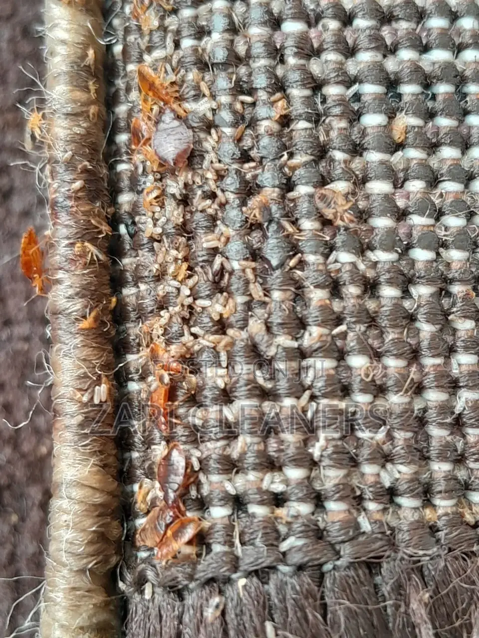 Full House Fumigation- Bedbugs