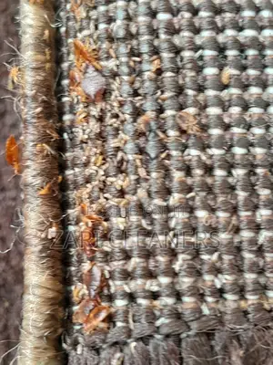 Full House Fumigation- Bedbugs