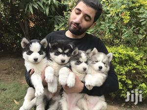 Young Male Purebred Siberian Husky