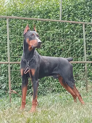1+ year Male Purebred Doberman Pinscher