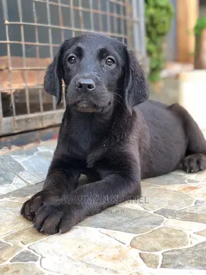 1-3 months Female Purebred Labrador Retriever